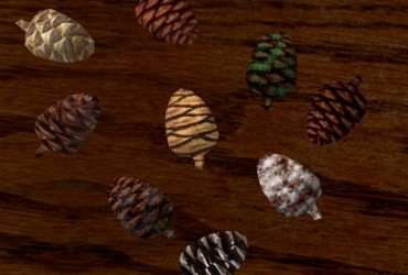 Pine Cone Resource