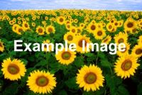 Sonnenblumen